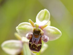 Ophrys_bombyliflora_x_O._picta_La_Arrabida-2